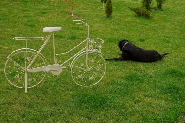 Lawn with a big black dog and decorative bicycle