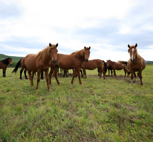 istock curious horses looking at camera on the grassland 869363056