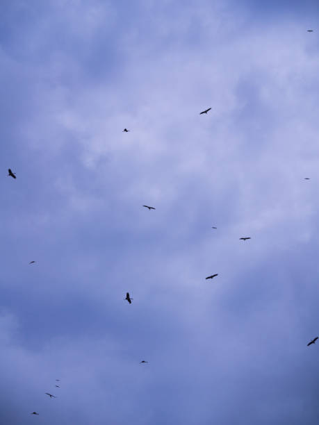 istock The Flocks of Open-billed Stork Birds Flying 869364042