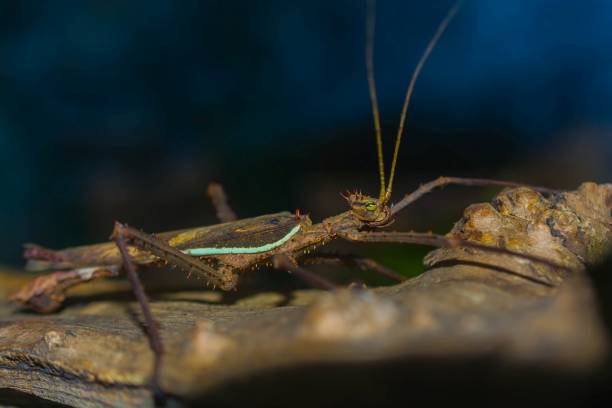 istock Close up macro image of stick insect 869366654