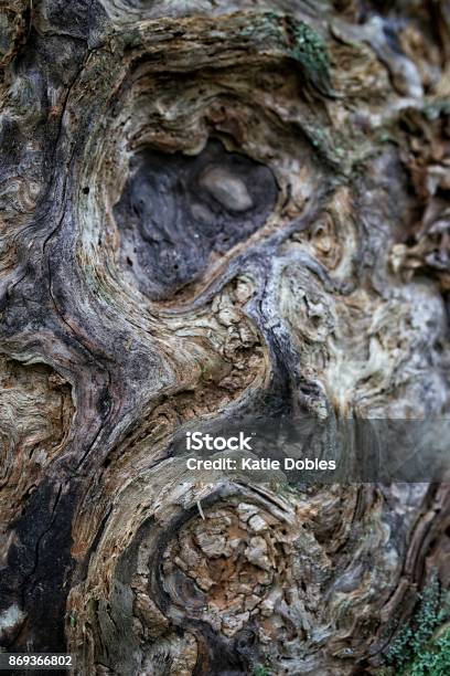 Artistic Van Gogh Style Full Frame Swirled Bark On Tree Stock Photo - Download Image Now