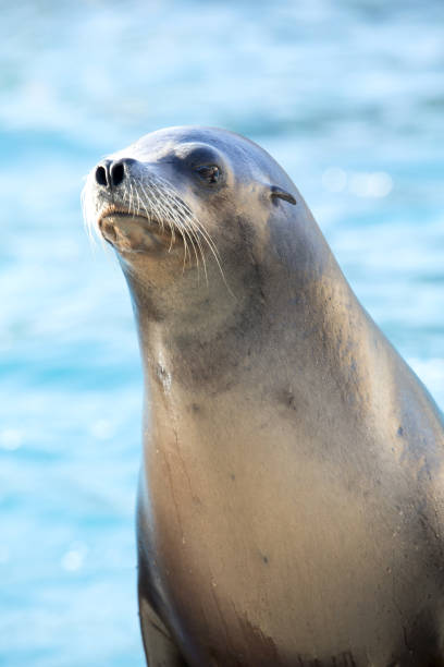 istock Californian sea lion 869367150