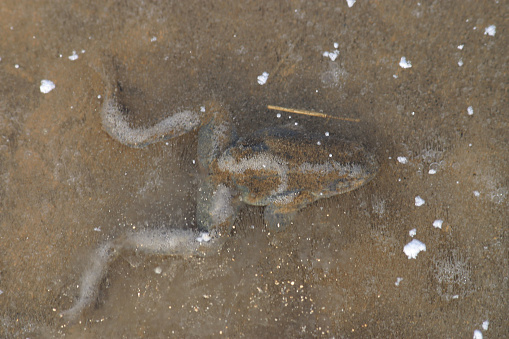European tree frog (Hyla arborea) sitting on reed.