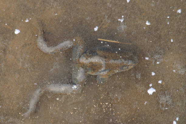 Frog during winter stock photo