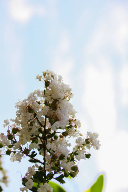 istock Lagerstroemia indica Purple flowers 869367558