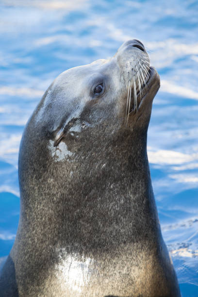 istock Californian sea lion 869367726