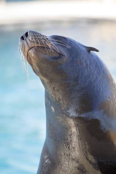 istock Californian sea lion 869367788