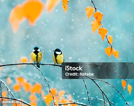 istock couple of cute birds Tits in the Park sitting on a branch among bright autumn foliage during a snowfall 869368036