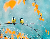 couple of cute birds Tits in the Park sitting on a branch among bright autumn foliage during a snowfall