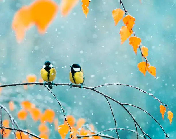 Photo of couple of cute birds Tits in the Park sitting on a branch among bright autumn foliage during a snowfall