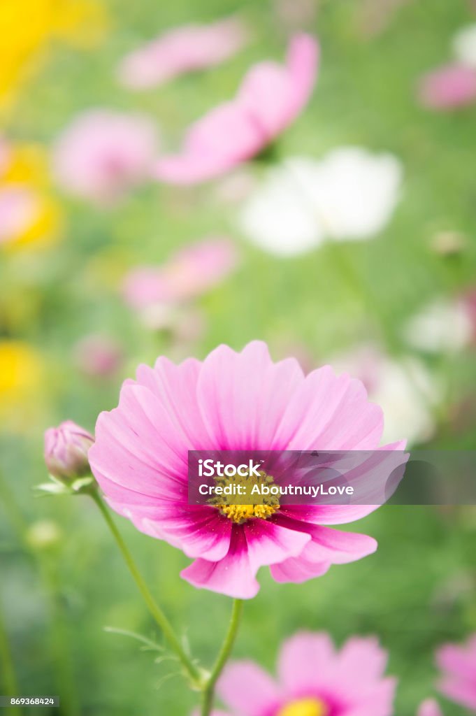 Foto de Jardim De Flores No Campo Rosa Flores No Bom Dia Feliz e mais fotos de stock de Ajardinado - iStock Foto de Jardim De Flores No Campo Rosa Flores No Bom Dia Feliz e mais fotos de stock de Ajardinado - iStock