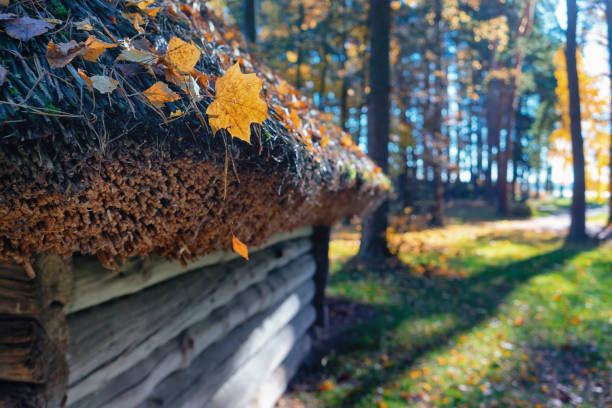 Thatched roof with yellow leaves on a wooden house in an autumn forest on a sunny day