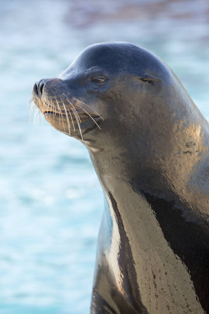 istock Californian sea lion 869368756