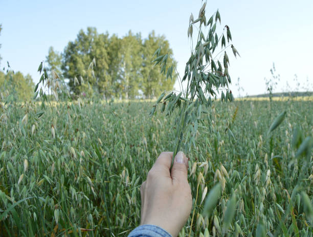 самка руки, держащая уши овса на поле - human hand merchandise wheat farmer стоковые фото и изображения