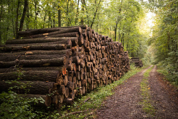 stacked wood in the forest, Germany stock photo