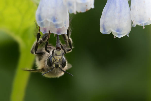 Hairy-footed flower bee stock photo