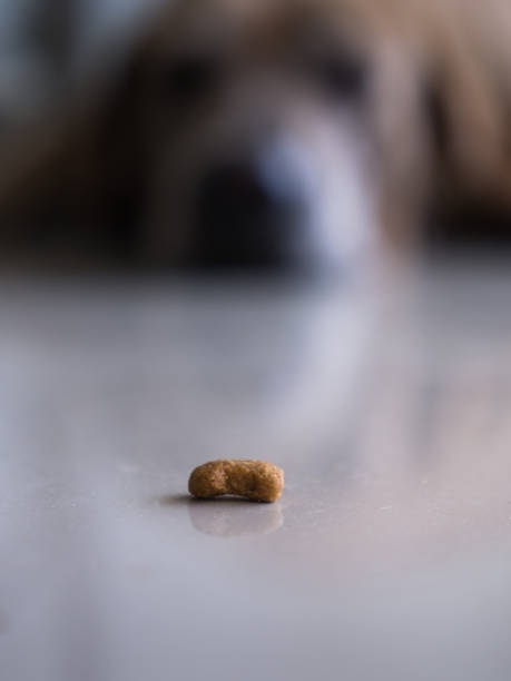 sueño de perro en guardar el pedazo de comida un perro - oilcan fotografías e imágenes de stock