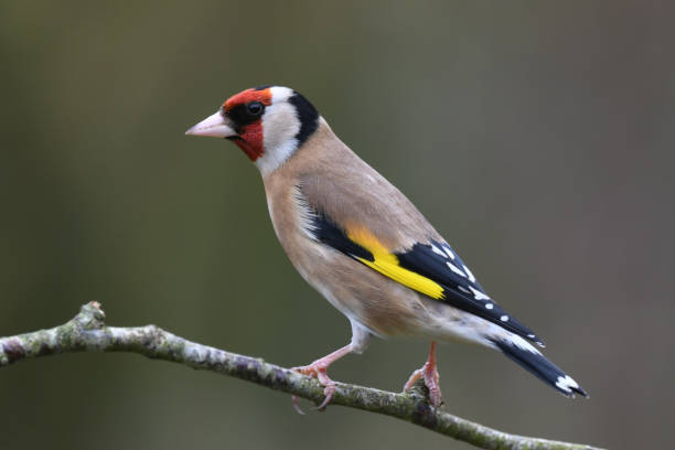 istock Garden goldfinch 869371742