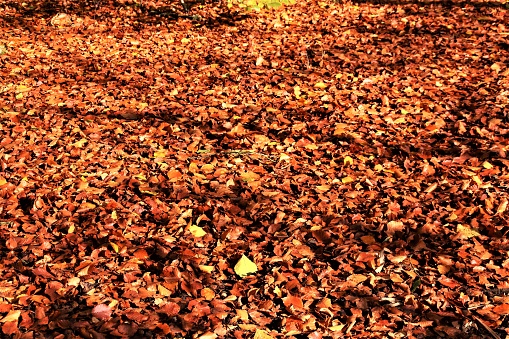 Fallen leaves in scandinavian forest