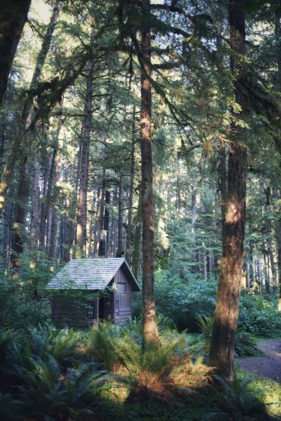 istock Brown Public Restroom Building, Campground, Forest, Tall Trees 869372440
