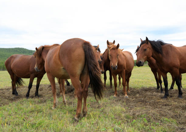 istock curious horses looking at camera on the grassland 869374984