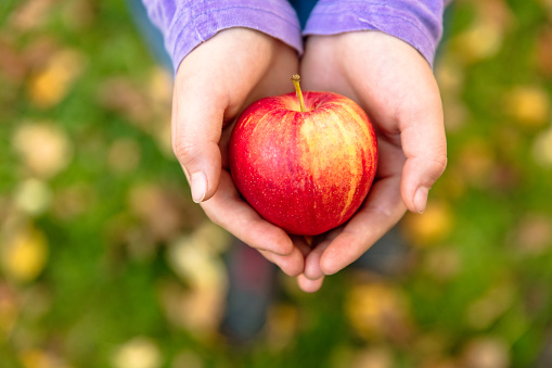 Girl in an orchard holding a red apple