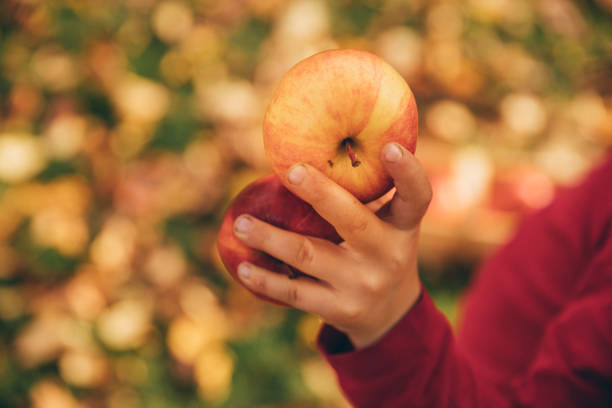 istock Girl in an orchard holding a red apple 869375398