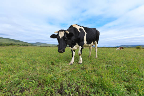 istock curious cow looking at camera on the grassland 869376098