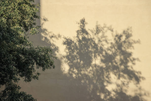 shadow of olive tree on wall at sunset