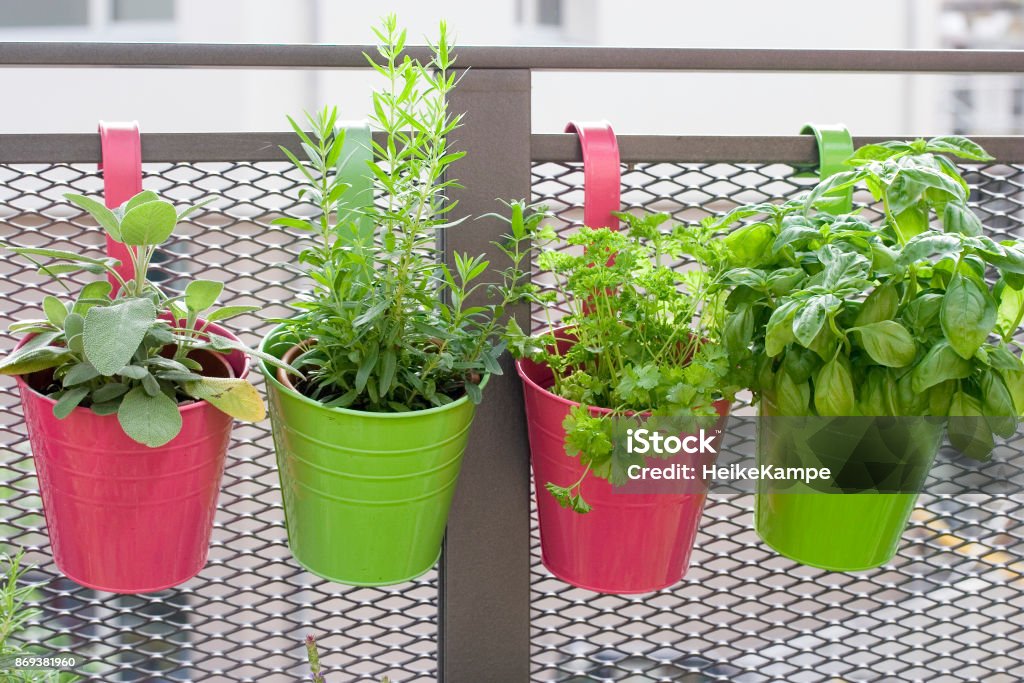 Growing Herbs on the Balcony Freah herbs in colorful pots, growing on the balcony in town Balcony Stock Photo