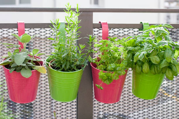 Growing Herbs on the Balcony stock photo