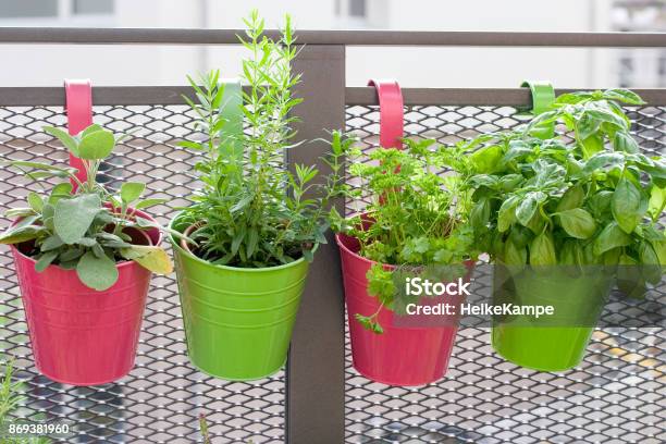 Growing Herbs On The Balcony Stock Photo - Download Image Now - Balcony, Flower Pot, Herb