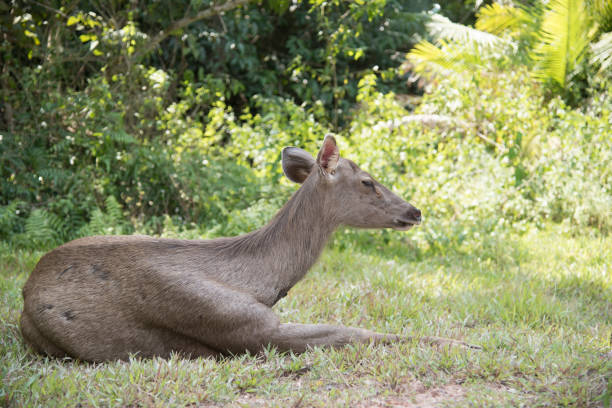 istock head of brow-antlered deer 869382778