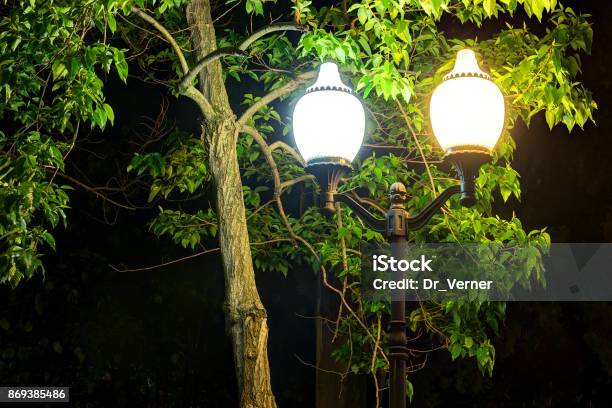 Night Street Light On The Background Of Tree Stock Photo ...