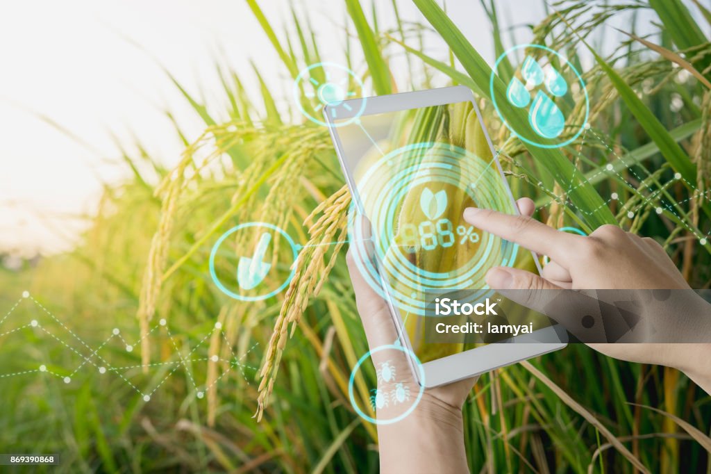 Hand mit Tablet Inspektion Reis in Landwirtschaft Garten - Lizenzfrei Technologie Stock-Foto