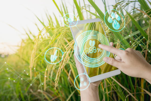 Hand using tablet inspecting rice in agriculture garden