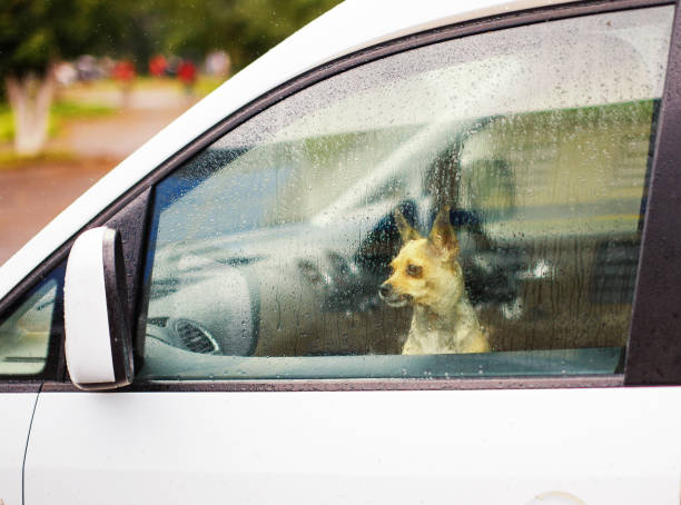 istock small dog looking through car glass on a rainy day 869391046
