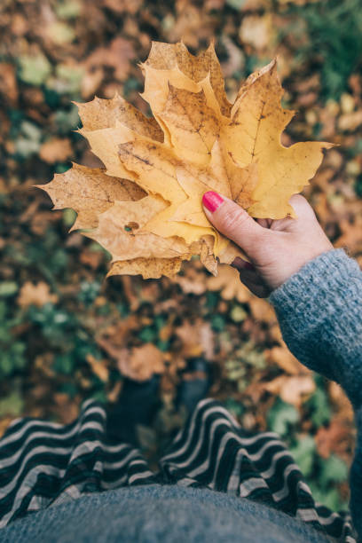 istock Female hand holding yellow autumn leaves 869391206