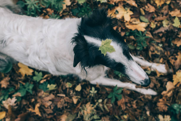 istock Dog outdoor 869391356