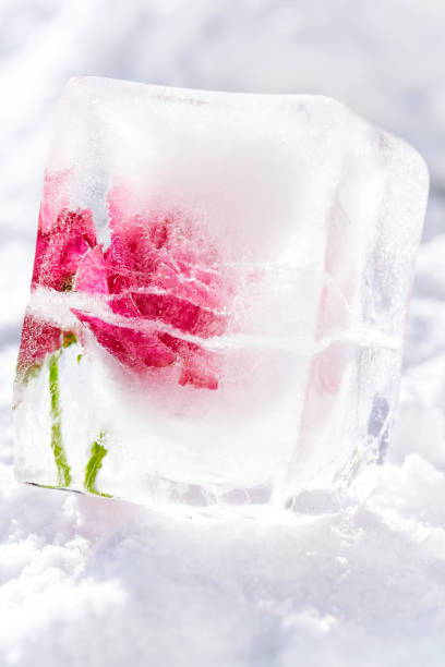 Close View of Red Rose Covered with the Snow. Woody Perennial Flowering Plant of the Genus Rosa, in the Family Rosacea.