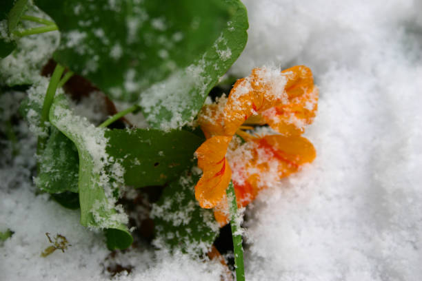 istock First snow. Flowers in the snow 869394420