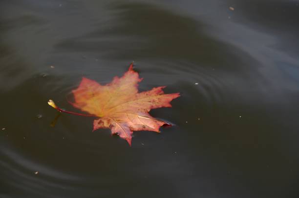 istock Autumn leaves in water 869394464