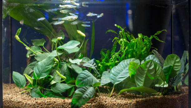 Planted Freshwater Aquarium