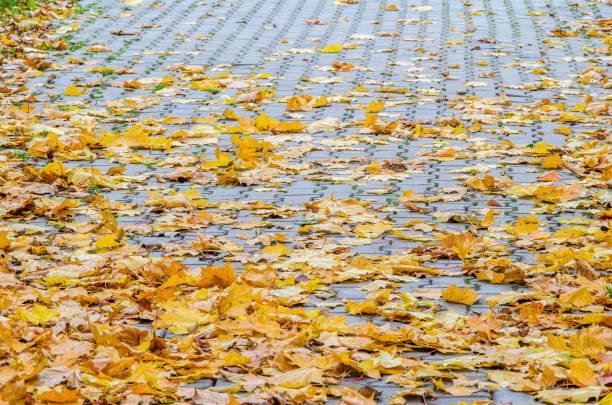 istock Yellow Fallen Autumn Leaves on the Pavement 869395180
