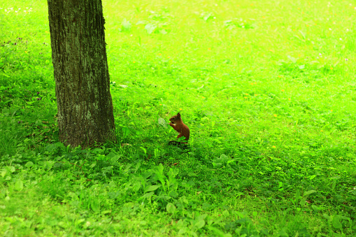 a squirrel near a tree in a summer green park gnaws a nut