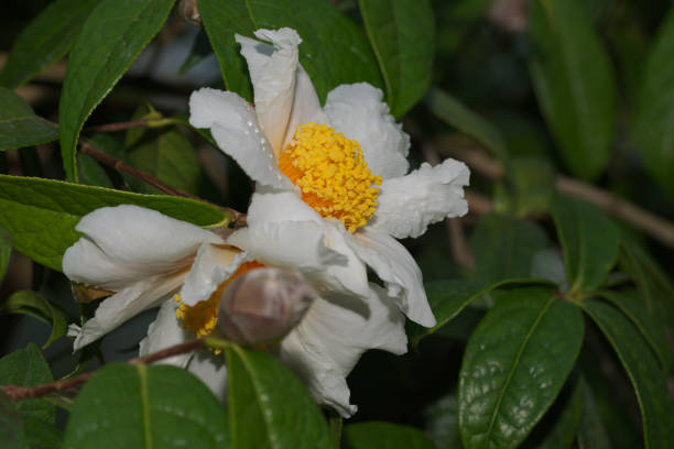 Camellia granthamiana by Argentarius camellia plant stock pictures, royalty-free photos & images