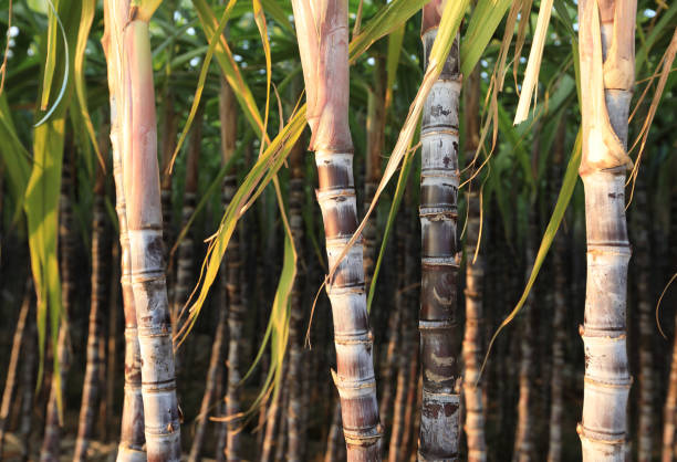 istock Sugarcane plants growing at field 869398014