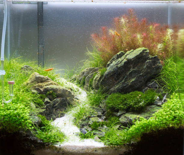 istock Planted Freshwater Aquarium 869398462