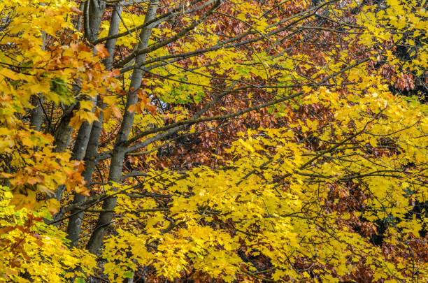 istock Branches of trees in an autumn park 869398552