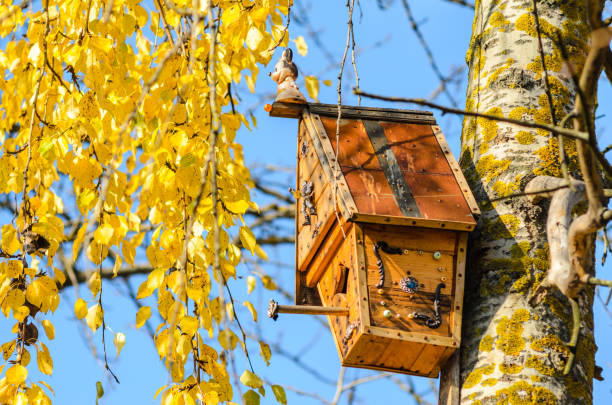 Apple tree with bird house